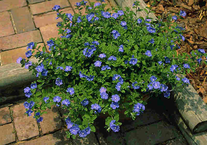 bluedaze.jpg (48110 bytes)